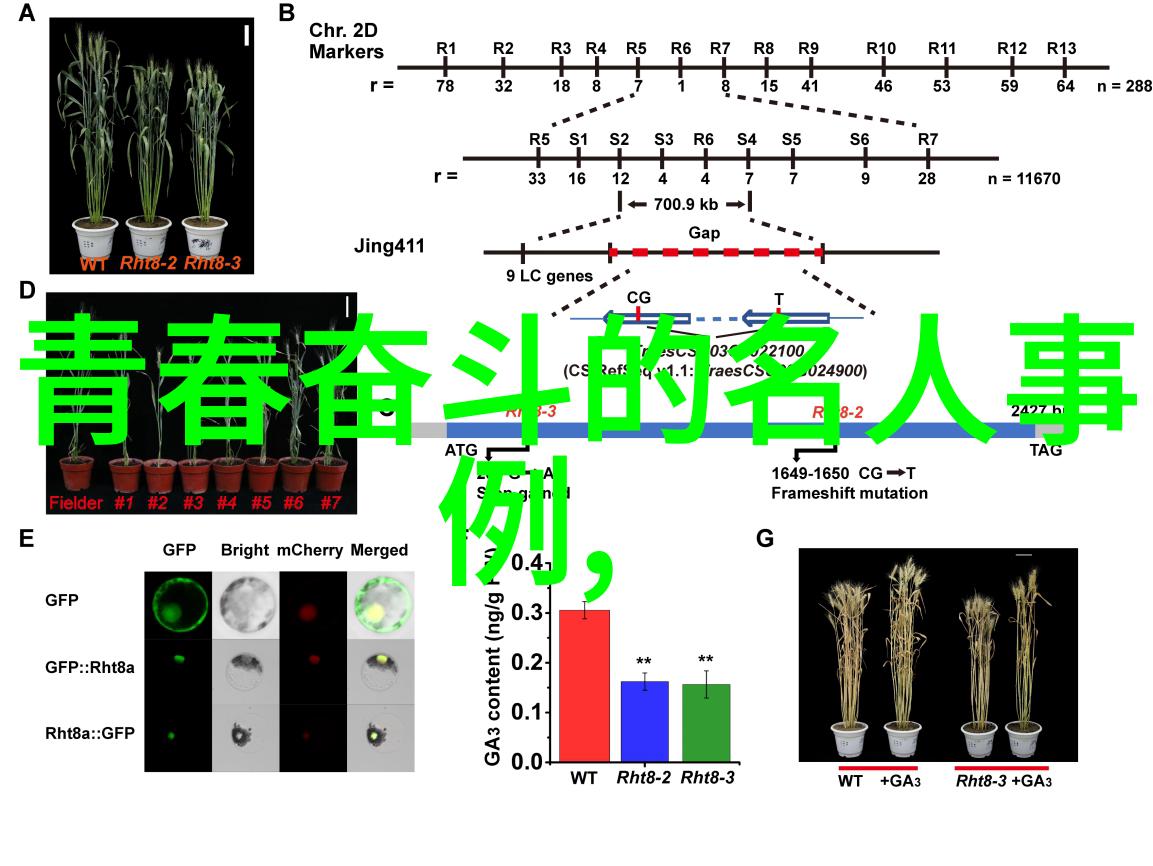 商海巨轮李嘉诚的财富之谜